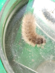 Phragmatobia