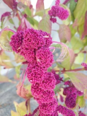 Amaranthus caudatus
