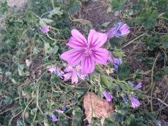 Malva sylvestris