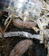 Tandonia rustica