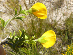 Argyrolobium pachyphyllum