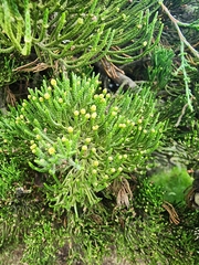Cupressus lusitanica