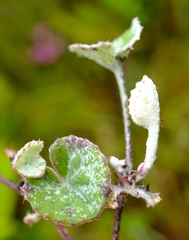 Centella lanata