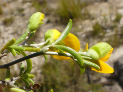 Argyrolobium pachyphyllum