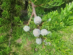 Cupressus lusitanica