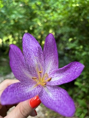 Colchicum bivonae