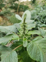 Amaranthus
