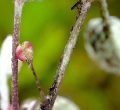 Centella lanata