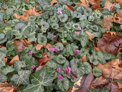Cyclamen coum