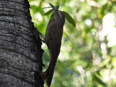 Dendrocolaptes platyrostris