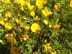 Argyrolobium pachyphyllum