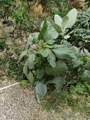 Amaranthus