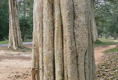 Lagerstroemia calyculata