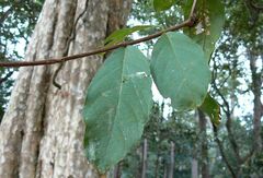 Lagerstroemia calyculata