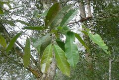 Lagerstroemia calyculata