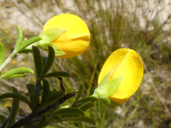 Argyrolobium pachyphyllum