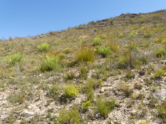 Argyrolobium pachyphyllum