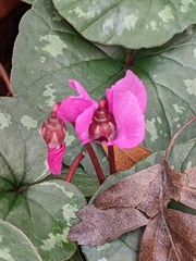 Cyclamen coum
