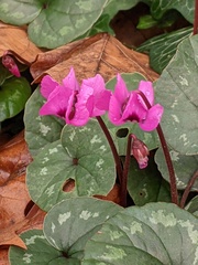Cyclamen coum