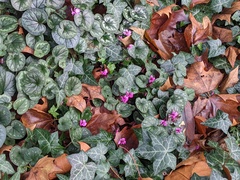 Cyclamen coum