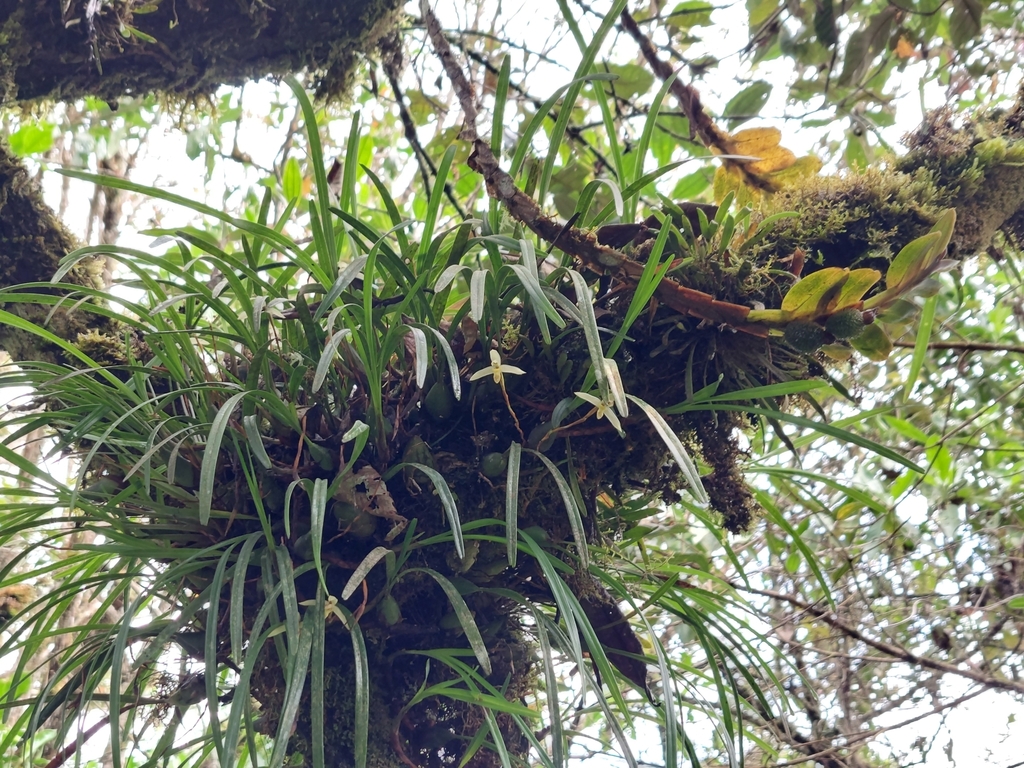 Maxillaria acuminata