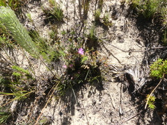 Lampranthus falcatus