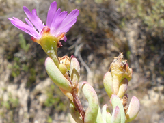 Lampranthus falcatus