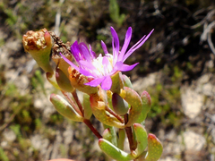 Lampranthus falcatus