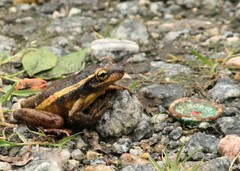 Trachycephalus mesophaeus