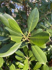 Cartrema americana