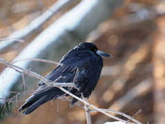Corvus frugilegus