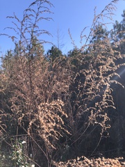 Eupatorium capillifolium