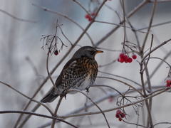 Turdus pilaris