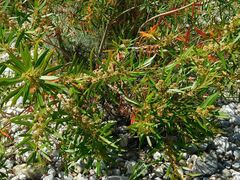 Metrosideros angustifolia