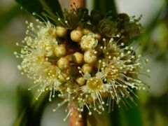 Metrosideros angustifolia