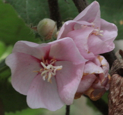 Dombeya torrida