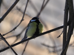Parus major