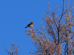 Turdus pilaris