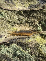 Ligia exotica