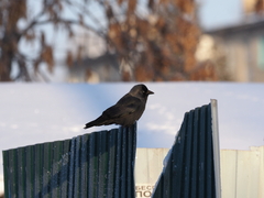 Corvus monedula