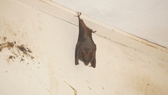 Megaderma spasma