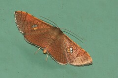 Banisia