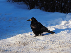 Corvus frugilegus