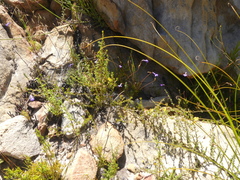 Aspalathus cliffortioides