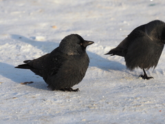 Corvus monedula