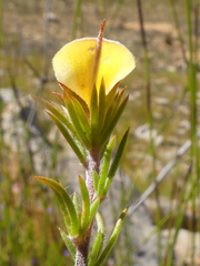 Aspalathus cliffortioides