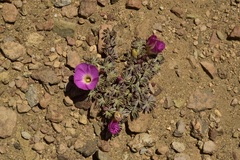 Oxalis adenophylla
