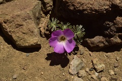 Oxalis adenophylla