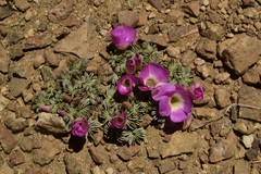 Oxalis adenophylla