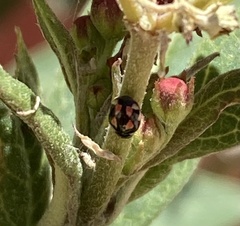 Hyperaspis festiva
